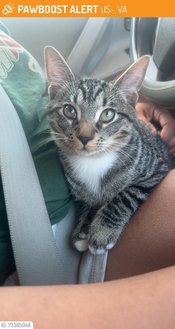 Found/Stray Male Cat last seen Route 50 close to Fairoaks mall, US-50, VA 20117
