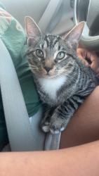 Found/Stray Male Cat last seen Route 50 close to Fairoaks mall, US-50, VA 20117