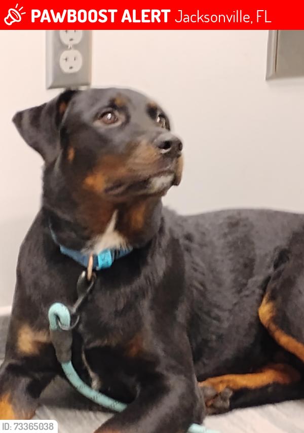 Lost Male Dog last seen Bowden and tigerhole, Jacksonville, FL 32216