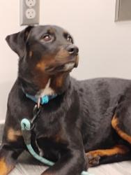 Lost Male Dog last seen Bowden and tigerhole, Jacksonville, FL 32216