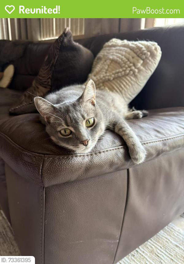 Reunited Female Cat last seen Eagleridge Antioch CA, Antioch, CA 94509