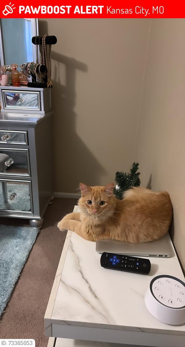 Lost Male Cat last seen E Red Bridge Rd, Kansas City, MO 64137