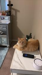 Lost Male Cat last seen E Red Bridge Rd, Kansas City, MO 64137