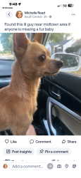 Found/Stray Male Dog last seen Harry and water street, Wichita, KS 67213