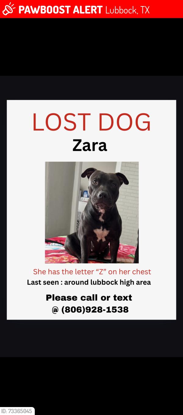 Lost Female Dog last seen 16th Street Ave T, Lubbock, TX 79416