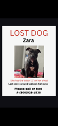 Lost Female Dog last seen 16th Street Ave T, Lubbock, TX 79416
