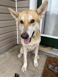 Found/Stray Male Dog last seen Adel, Adel, GA 31620