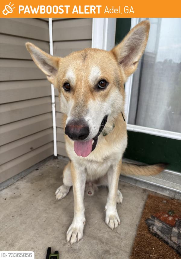 Found/Stray Male Dog last seen Adel, Adel, GA 31620