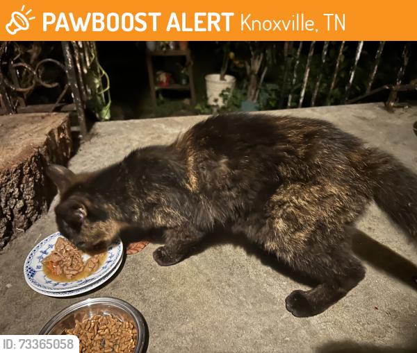 Found/Stray Female Cat last seen Crosby rd, Lonas rd, Knoxville, TN 37909