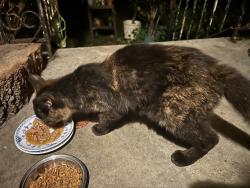 Found/Stray Female Cat last seen Crosby rd, Lonas rd, Knoxville, TN 37909