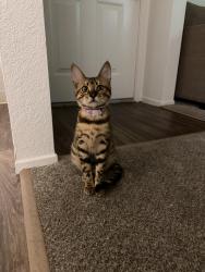Lost Female Cat last seen Sun florin village, Florin, CA 95828