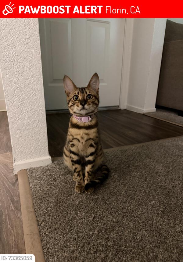 Lost Female Cat last seen Sun florin village, Florin, CA 95828
