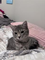 Lost Female Cat last seen Glendale Ave near Fairview rd, Asheville, NC 28803