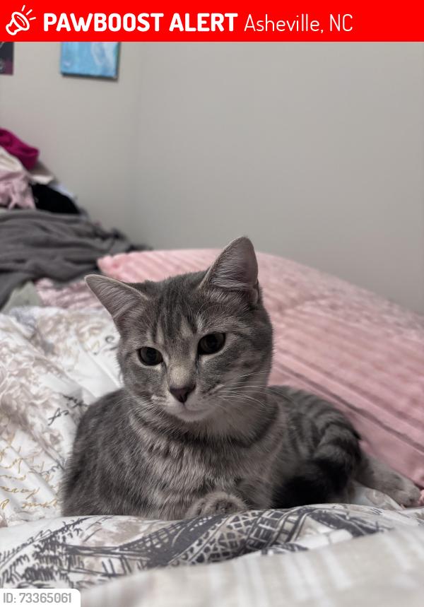 Lost Female Cat last seen Glendale Ave near Fairview rd, Asheville, NC 28803