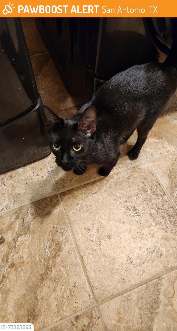 Found/Stray Unknown Cat last seen Townsend hse Dr, San Antonio, TX 78251