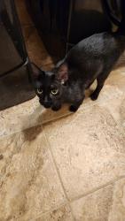 Found/Stray Unknown Cat last seen Townsend hse Dr, San Antonio, TX 78251