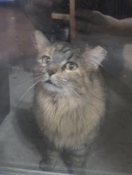 Found/Stray Unknown Cat last seen Hubbard & Linder, Kuna, ID 83634