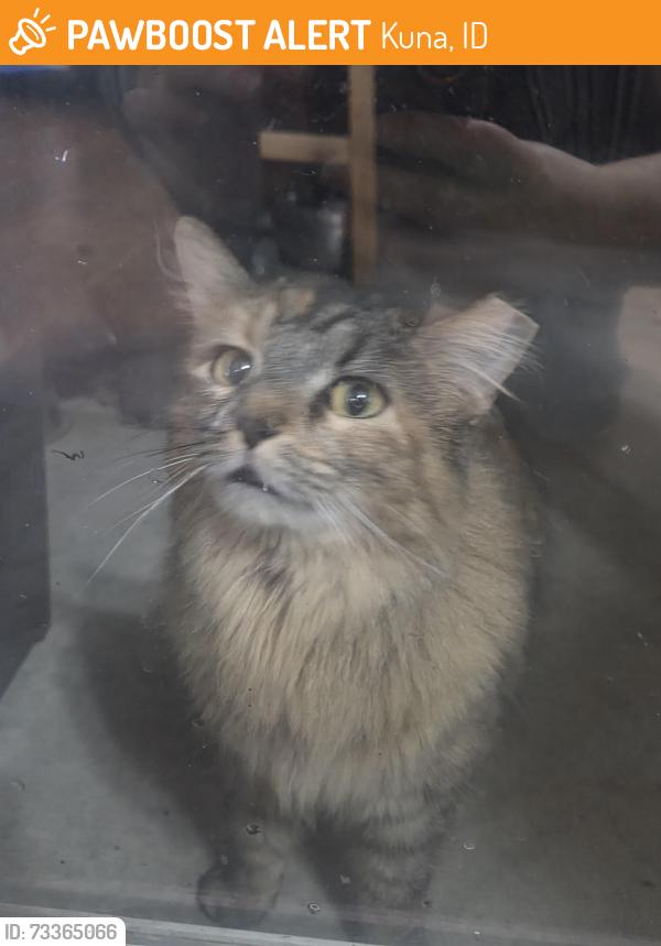 Found/Stray Unknown Cat last seen Hubbard & Linder, Kuna, ID 83634