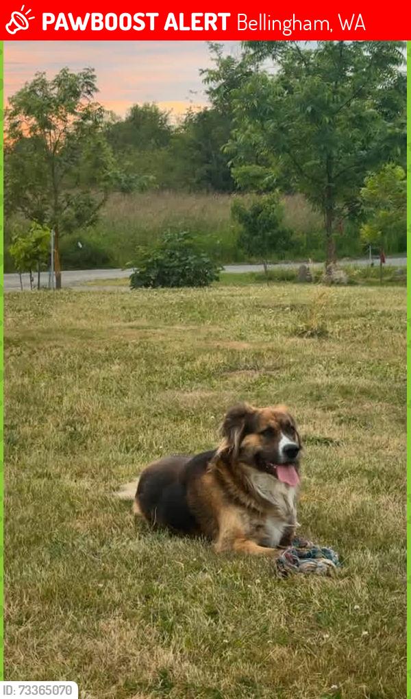 Lost Male Dog last seen North Bellingham Golf Course, Bellingham, WA 98226
