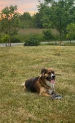 Lost Male Dog last seen North Bellingham Golf Course, Bellingham, WA 98226