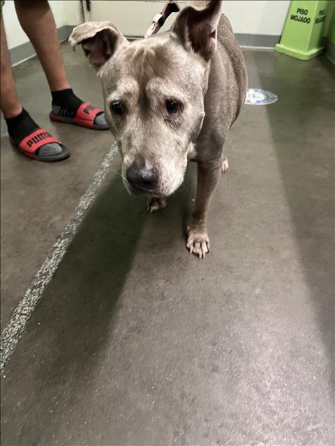 Shelter Stray Unknown Dog last seen , 1850 W 60th St, Los Angeles, CA 90047, USA