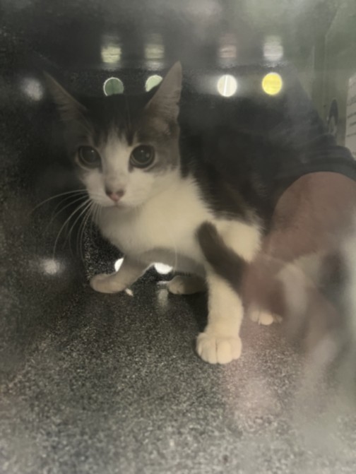 Shelter Stray Unknown Cat last seen , 1850 W 60th St, Los Angeles, CA 90047, USA