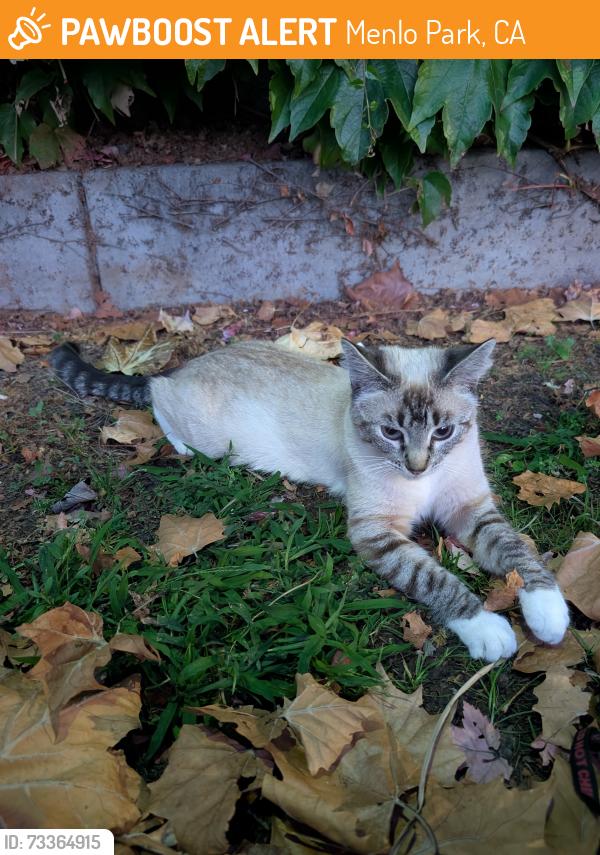 Found/Stray Unknown Cat last seen Menlo Park Safeway, Menlo Park, CA 94025