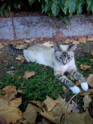 Found/Stray Unknown Cat last seen Menlo Park Safeway, Menlo Park, CA 94025