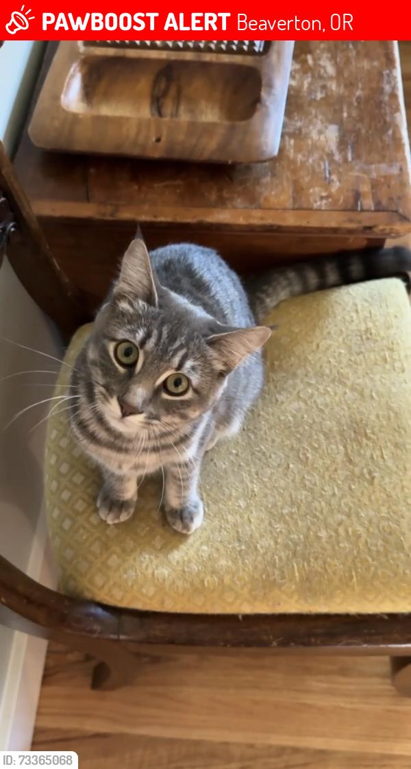 Lost Female Cat last seen blakeney, Beaverton, OR 97008