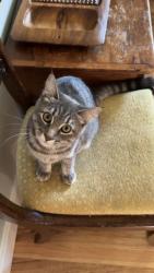 Lost Female Cat last seen blakeney, Beaverton, OR 97008