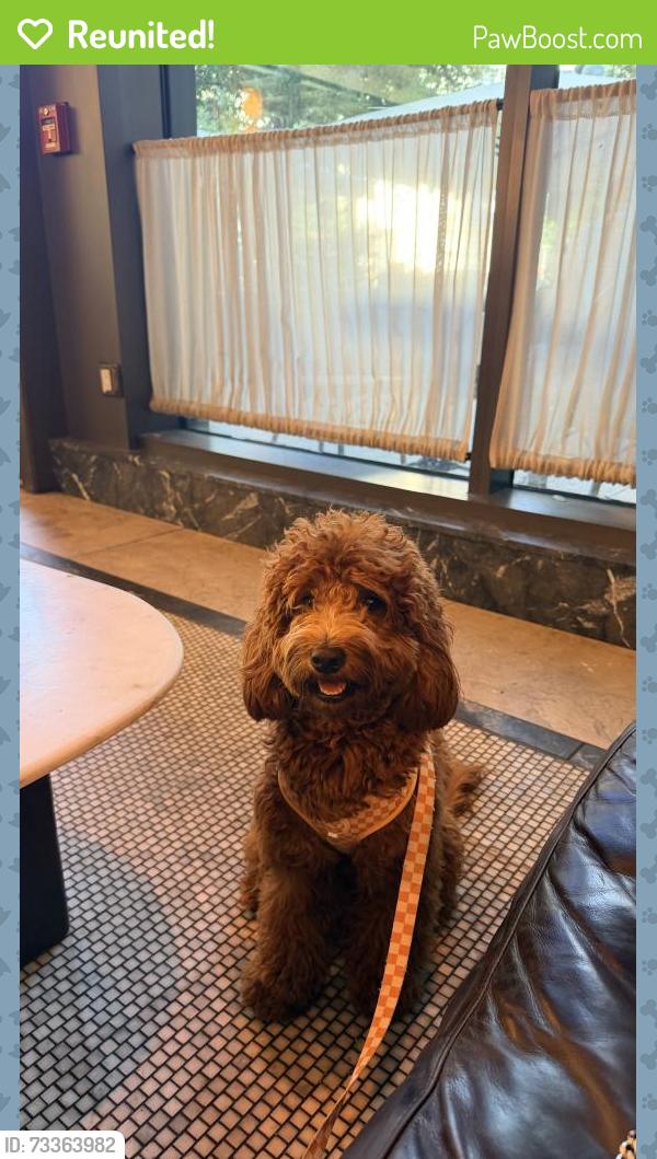 Reunited Female Dog last seen Amberlea park, Dunedin, FL 34698