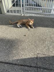 Reunited Male Cat last seen NE 12th, Renton, WA 98056