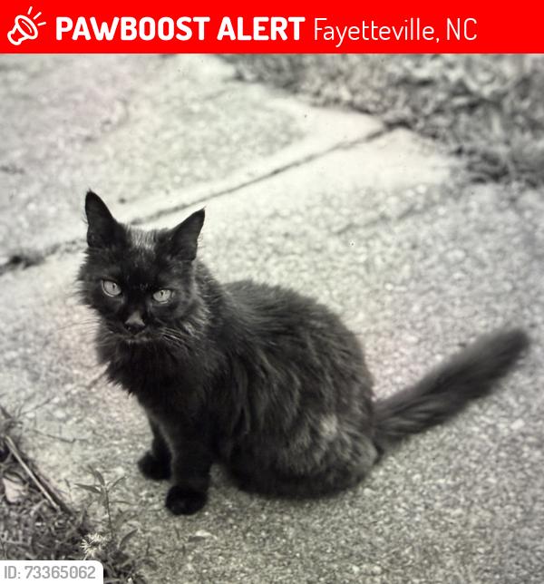 Lost Male Cat last seen Cliffdale Road, Fayetteville, NC 28314
