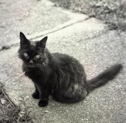 Lost Male Cat last seen Cliffdale Road, Fayetteville, NC 28314