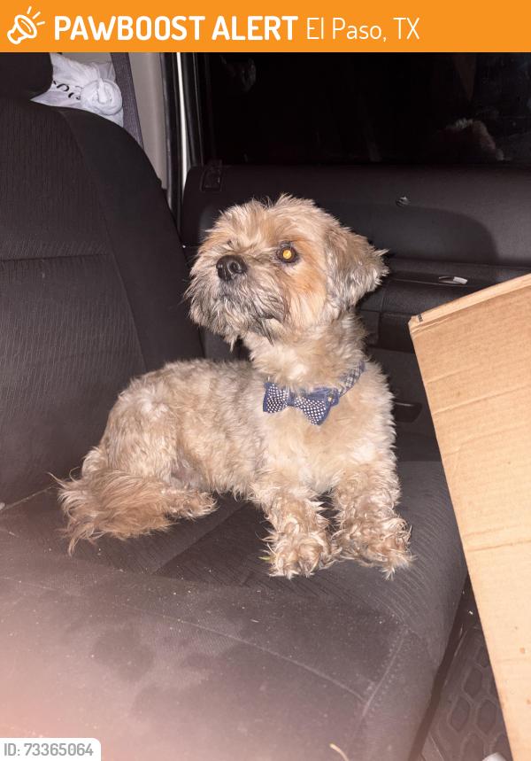 Found/Stray Male Dog last seen J.P Shawver park, El Paso, TX 79907