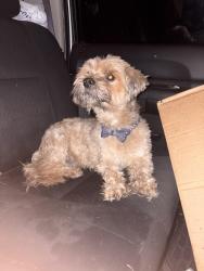 Found/Stray Male Dog last seen J.P Shawver park, El Paso, TX 79907