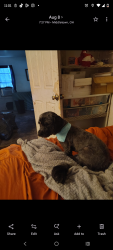 Reunited Male Dog last seen Near Morgan St, Middletown, OH 45044, USA, Middletown, OH 45044