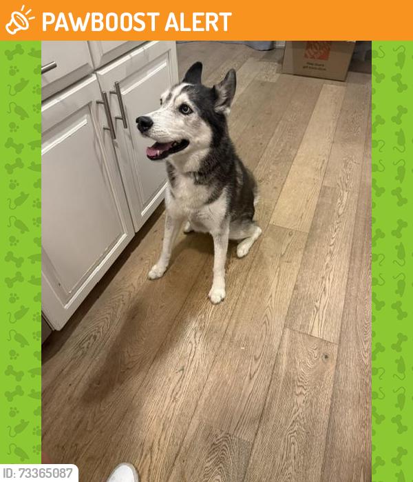 Found/Stray Female Dog last seen Rancho Mission Viejo - Sendero, Rancho Mission Viejo, CA 92694