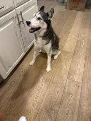 Found/Stray Female Dog last seen Rancho Mission Viejo - Sendero, Rancho Mission Viejo, CA 92694