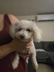 Reunited Female Dog last seen Benwell and imperial, Lynwood, CA 90262