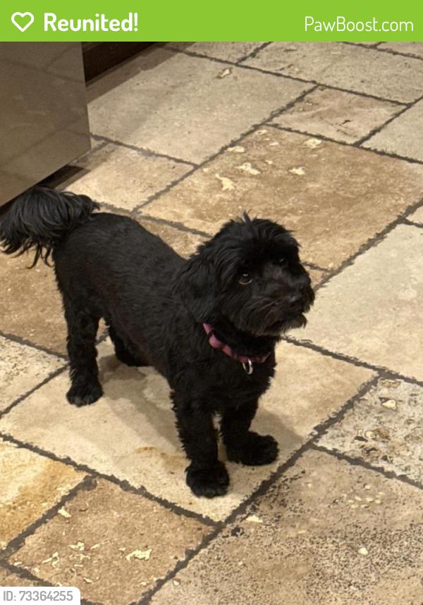 Reunited Female Dog last seen Near S hampton way, South Jordan, UT 84009
