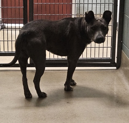 Shelter Stray Female Dog last seen willow st/ 26th st, Oakland, CA, 1101 29th Ave, Oakland, CA 94601, USA