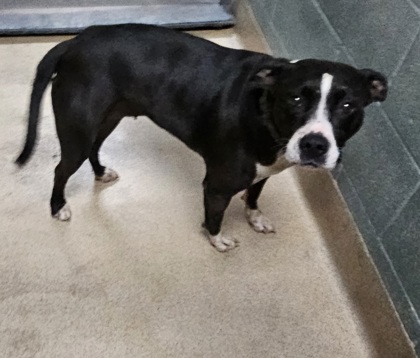 Shelter Stray Female Dog last seen willow st/ 26th st, Oakland, CA, 1101 29th Ave, Oakland, CA 94601, USA