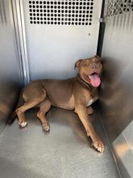 Shelter Stray Male Dog last seen Near E Butler St, South District, TX, 355 Hillshire Dr, Haslet, TX 76052, USA