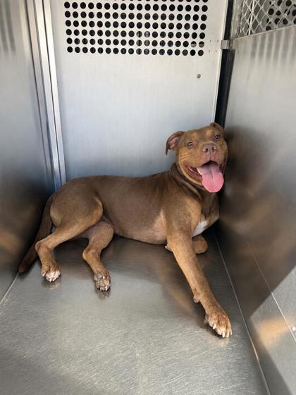 Shelter Stray Male Dog last seen Near E Butler St, South District, TX, 355 Hillshire Dr, Haslet, TX 76052, USA