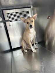 Shelter Stray Female Dog last seen Near E Butler St, South District, TX, 355 Hillshire Dr, Haslet, TX 76052, USA