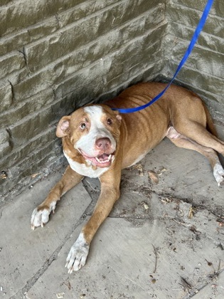 Shelter Stray Male Dog last seen Near Farris Ct, South District, TX, 355 Hillshire Dr, Haslet, TX 76052, USA