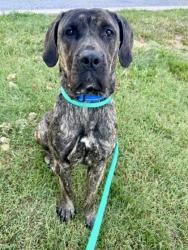 Shelter Stray Female Dog last seen Near W Fairmount ave, 21223, MD, 2490 Giles Rd, Baltimore, MD 21225, USA
