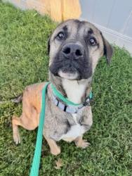 Shelter Stray Male Dog last seen Near Braddish Ave., 21216, MD, 2490 Giles Rd, Baltimore, MD 21225, USA