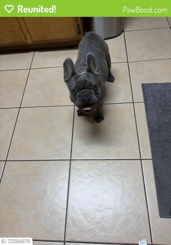 Reunited Male Dog last seen Food 4 Less Bear Valley Road Victorville, Victorville, CA 92395